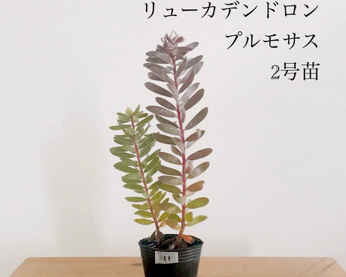 ◎MON◎です♪複数割引！ブルーベリー3 リューカデンドロン5 リンドウ2 c0632e3911476531b2dae05453007a