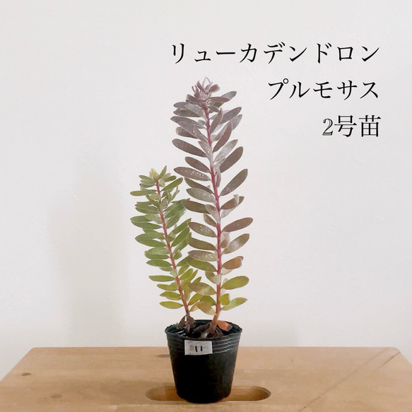 リューカデンドロン プルモサスの苗 2号 2根入り オージープランツ