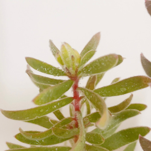 リューカデンドロン プルモサスの苗 2号 2根入り オージープランツ