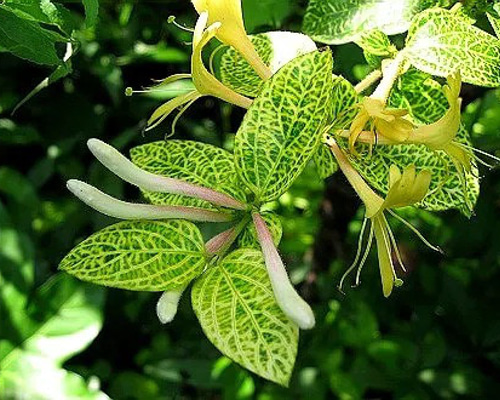 ハニーサックル ゴールデン 挿し穂 15cm 2本 その他素材 mofrin 通販