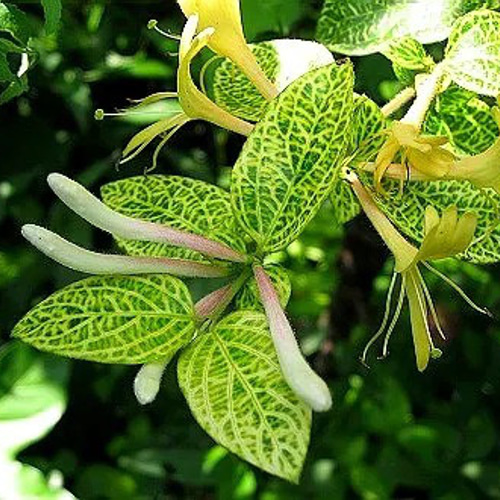 ハニーサックル ゴールデン 挿し穂 15cm 2本 その他素材 mofrin 通販