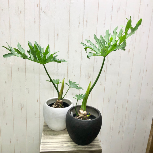 セローム 太幹 オシャレグリーン ７号 太幹 セローム 太幹 オシャレグリーン 7号 太幹 - その他観葉植物