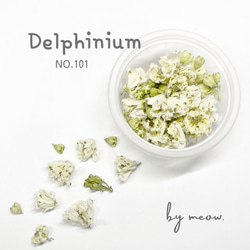 Delphinium 　No.101   デルフィニウム　ホワイト　自然色　無着色　白 1枚目の画像