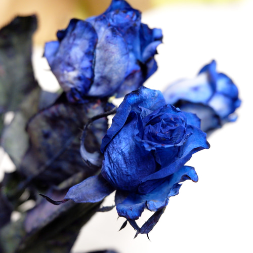フリーズドライフラワー 青バラ（スタンダード） ドライフラワー
