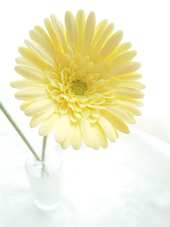 【庫存有限】❁檸檬黃和淺粘土花非洲菊2件套，室內花，韓國室內❁ 第3張的照片