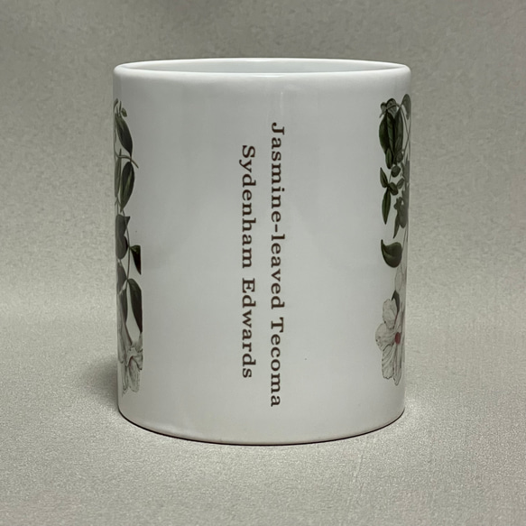 ボタニカルアート　植物画　ジャスミン　マグカップ 2枚目の画像