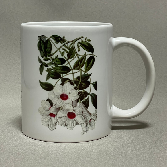 ボタニカルアート　植物画　ジャスミン　マグカップ 1枚目の画像