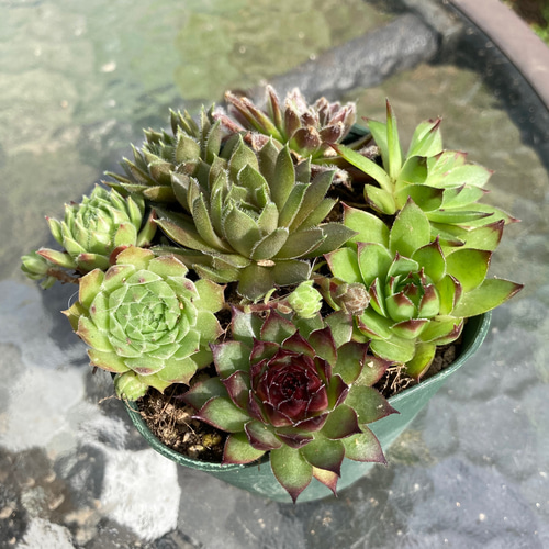 多肉植物 抜き苗 アイシクル センペルビウム かわいらし