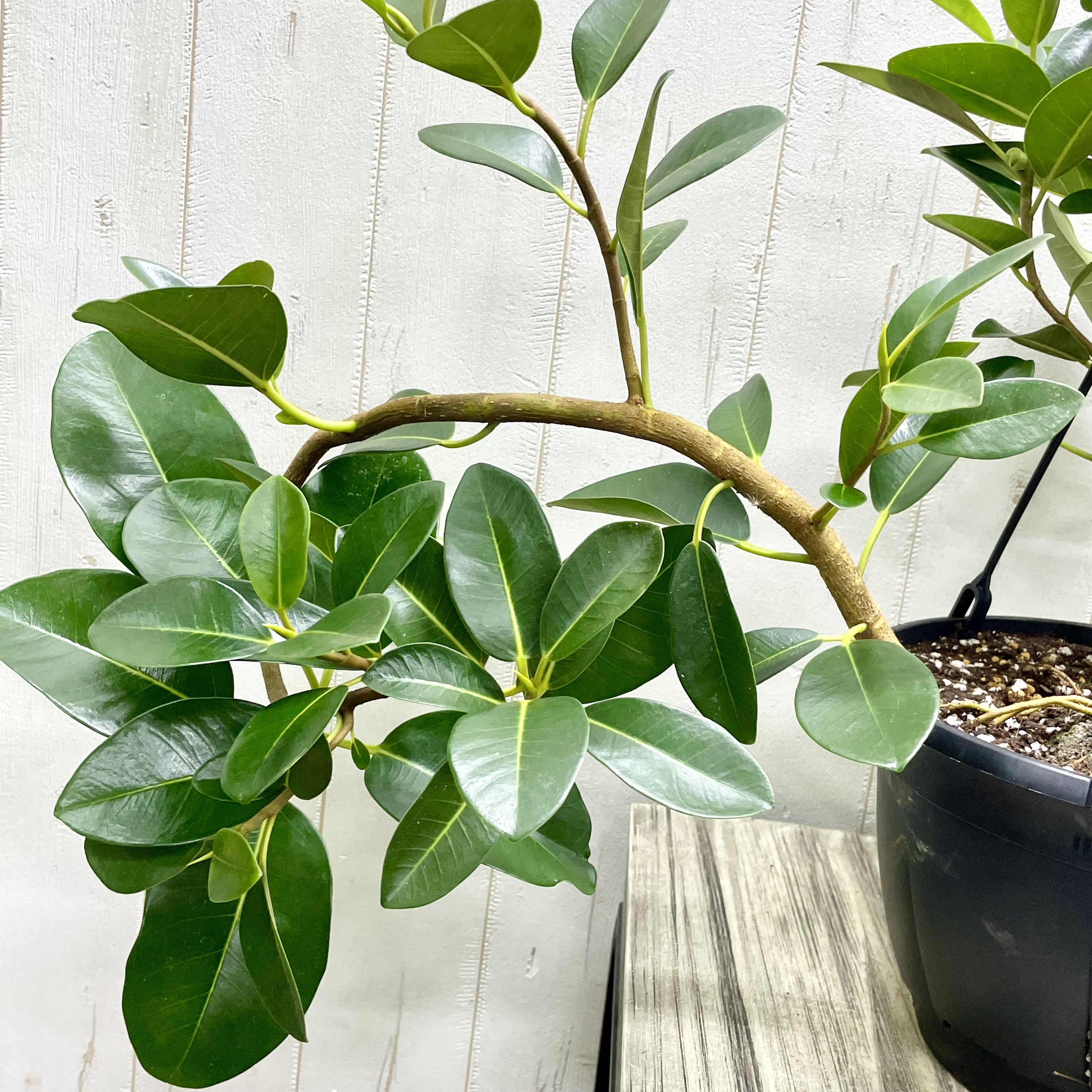 大型   超曲がり株  フランスゴムの木  吊り鉢