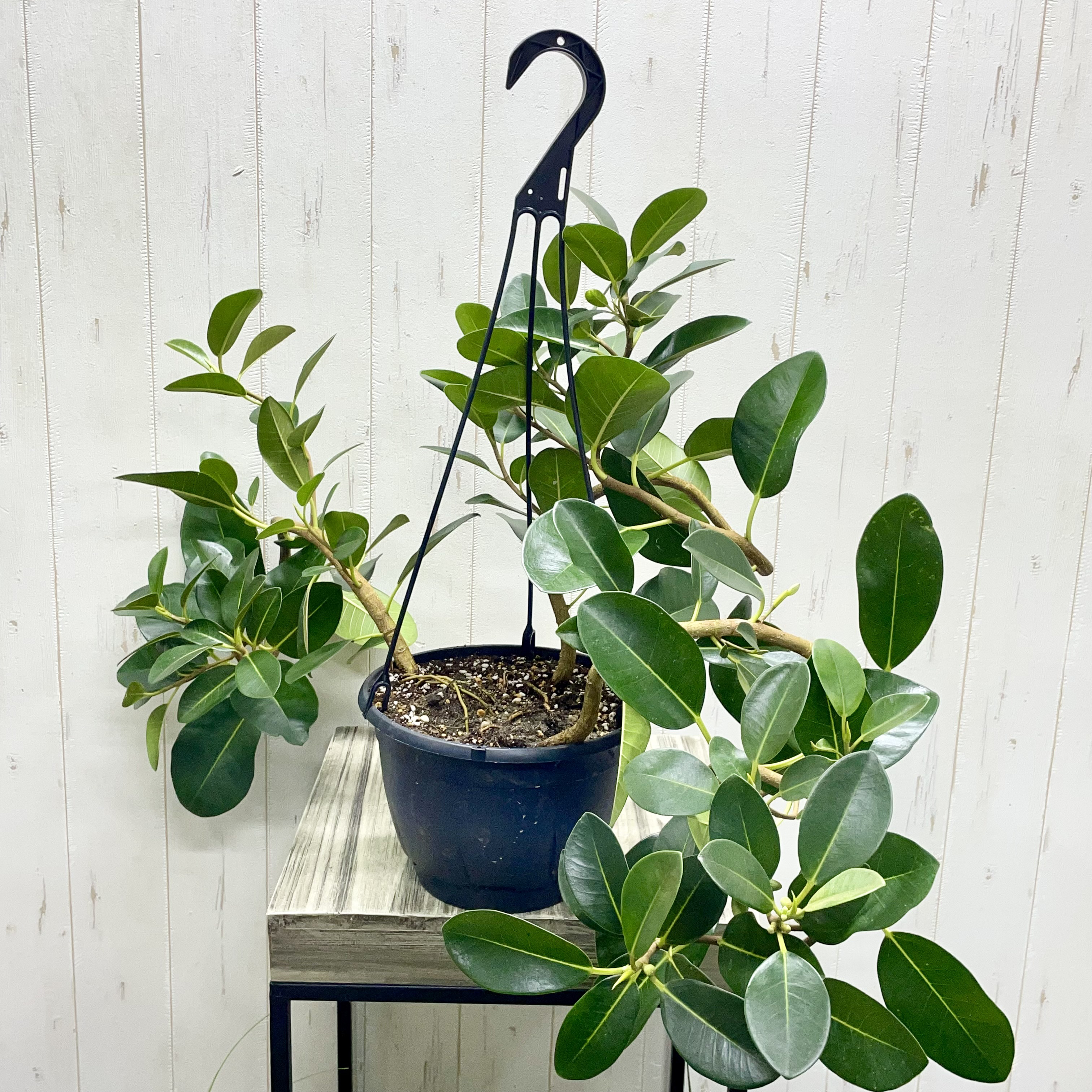 大型   超曲がり株  フランスゴムの木  吊り鉢