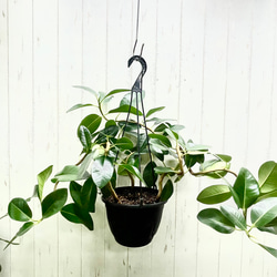 光触媒　人工観葉植物　ウォールグリーン　フェイクグリーン　ユーカリ145 光触媒 人工観葉植物 ウォールグリーン フェイクグリーン ユーカリ高さ