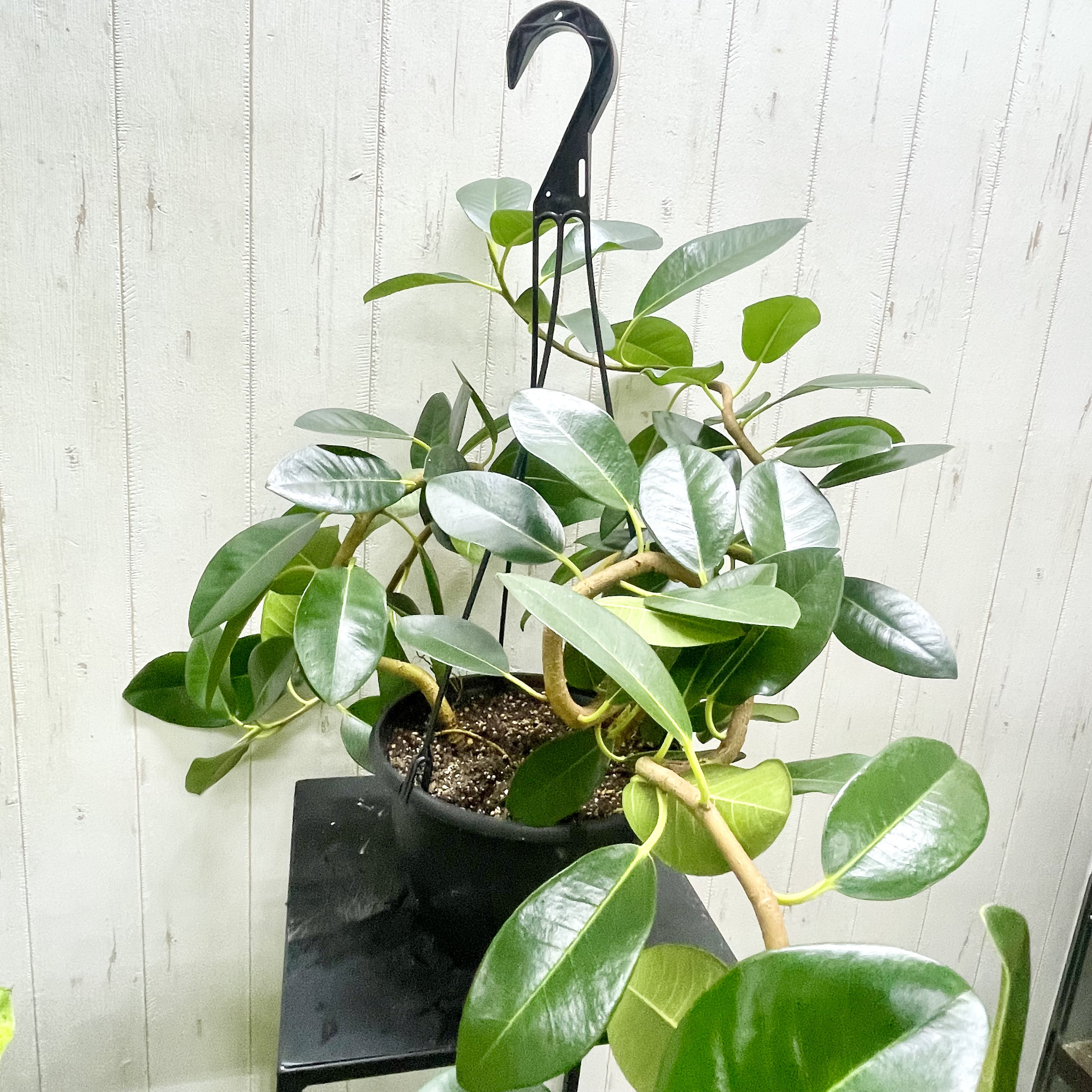 大型   超曲がり株  フランスゴムの木  吊り鉢