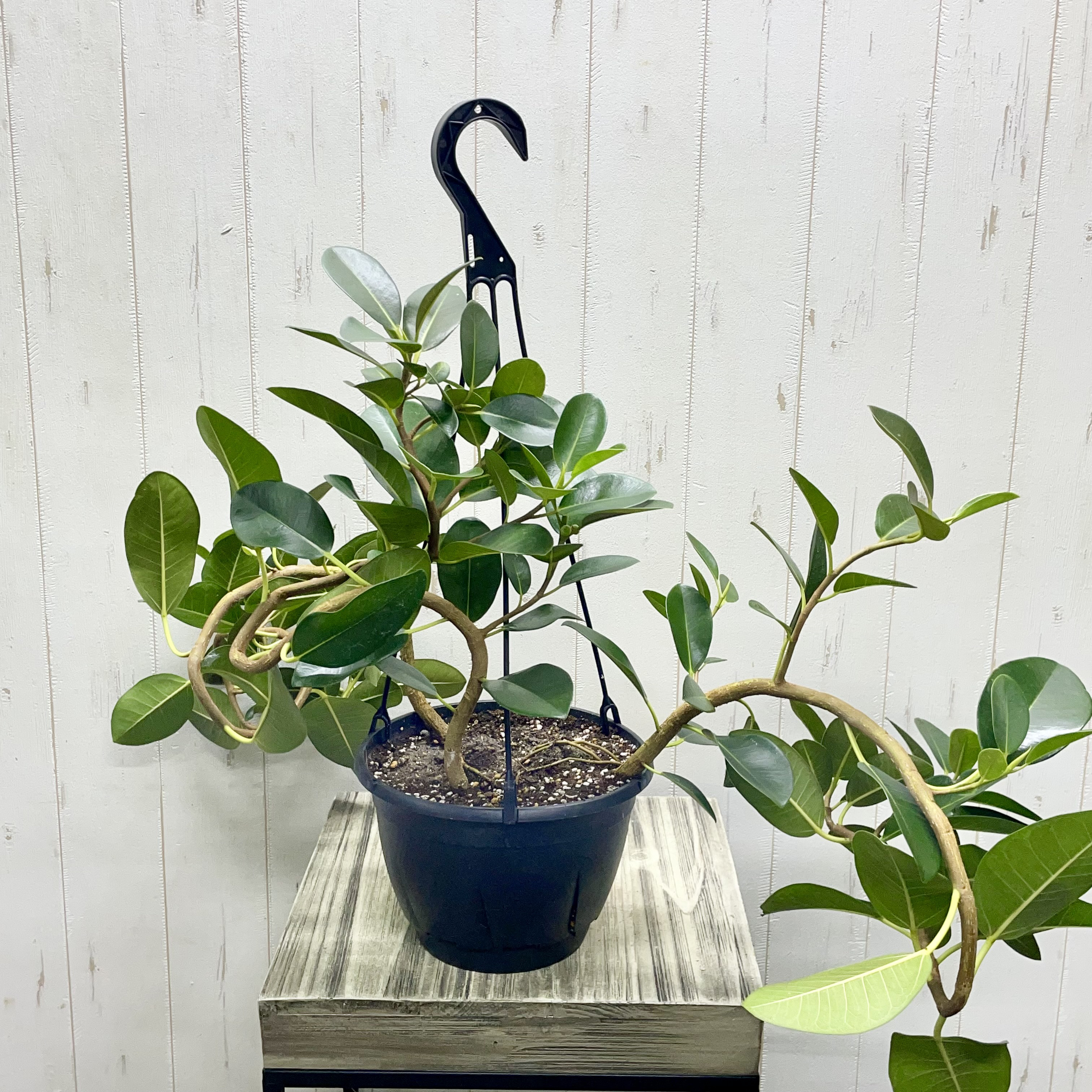 大型   超曲がり株  フランスゴムの木  吊り鉢