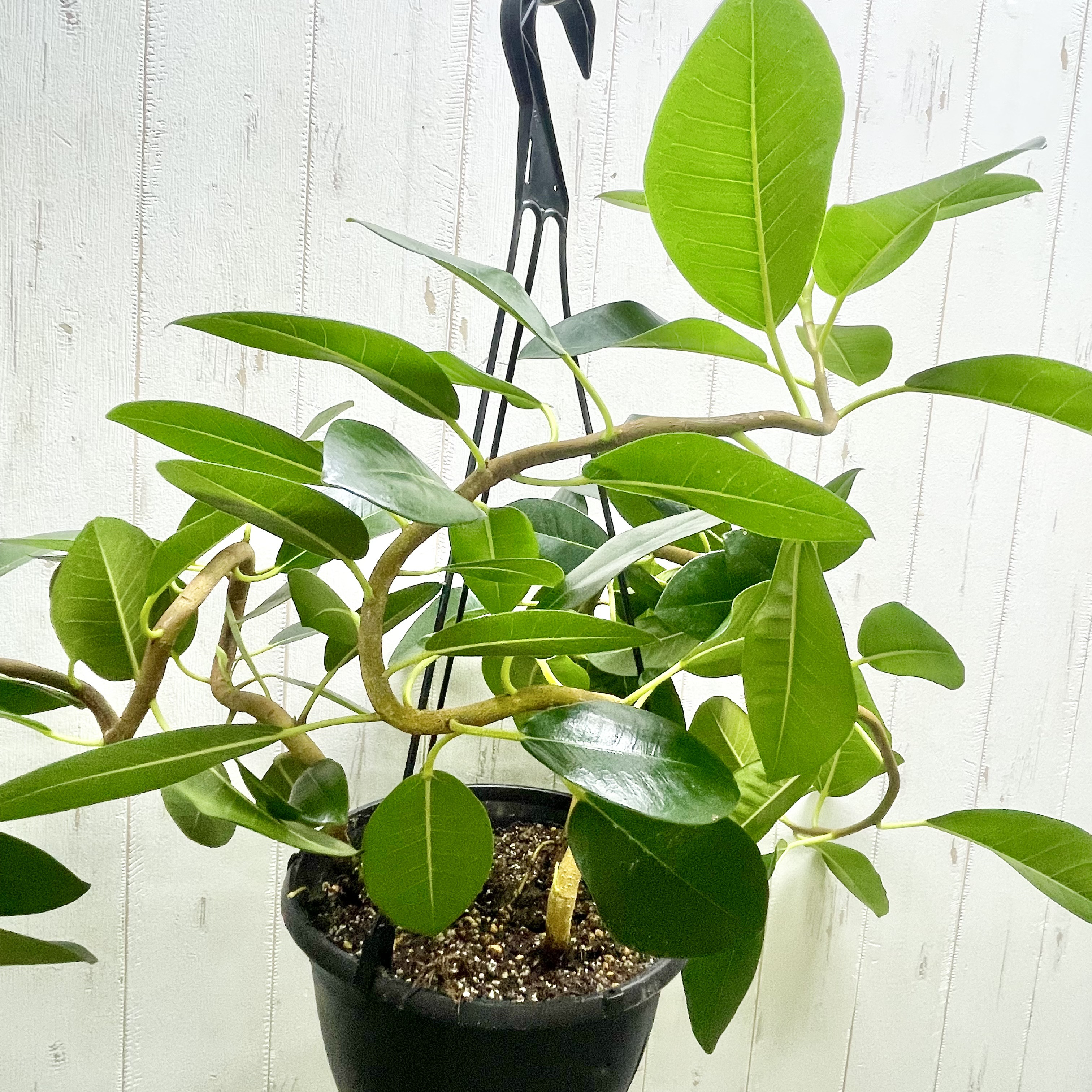 大型   超曲がり株  フランスゴムの木  吊り鉢