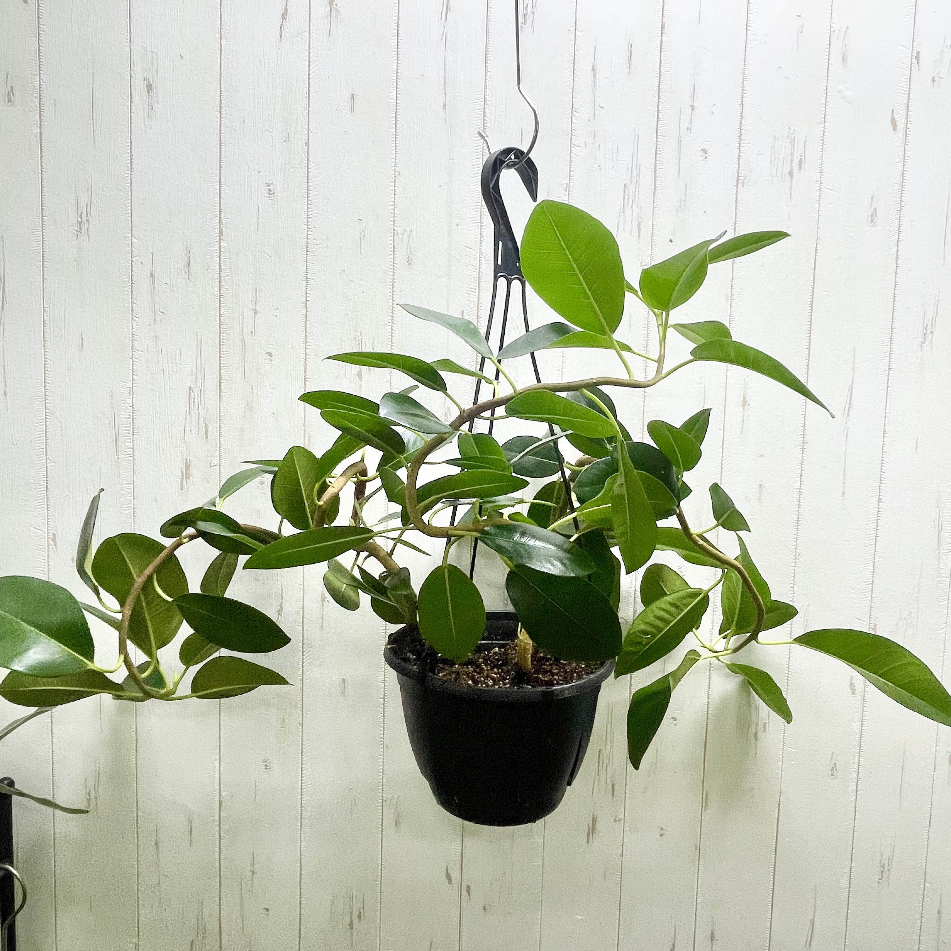 大型   超曲がり株  フランスゴムの木  吊り鉢