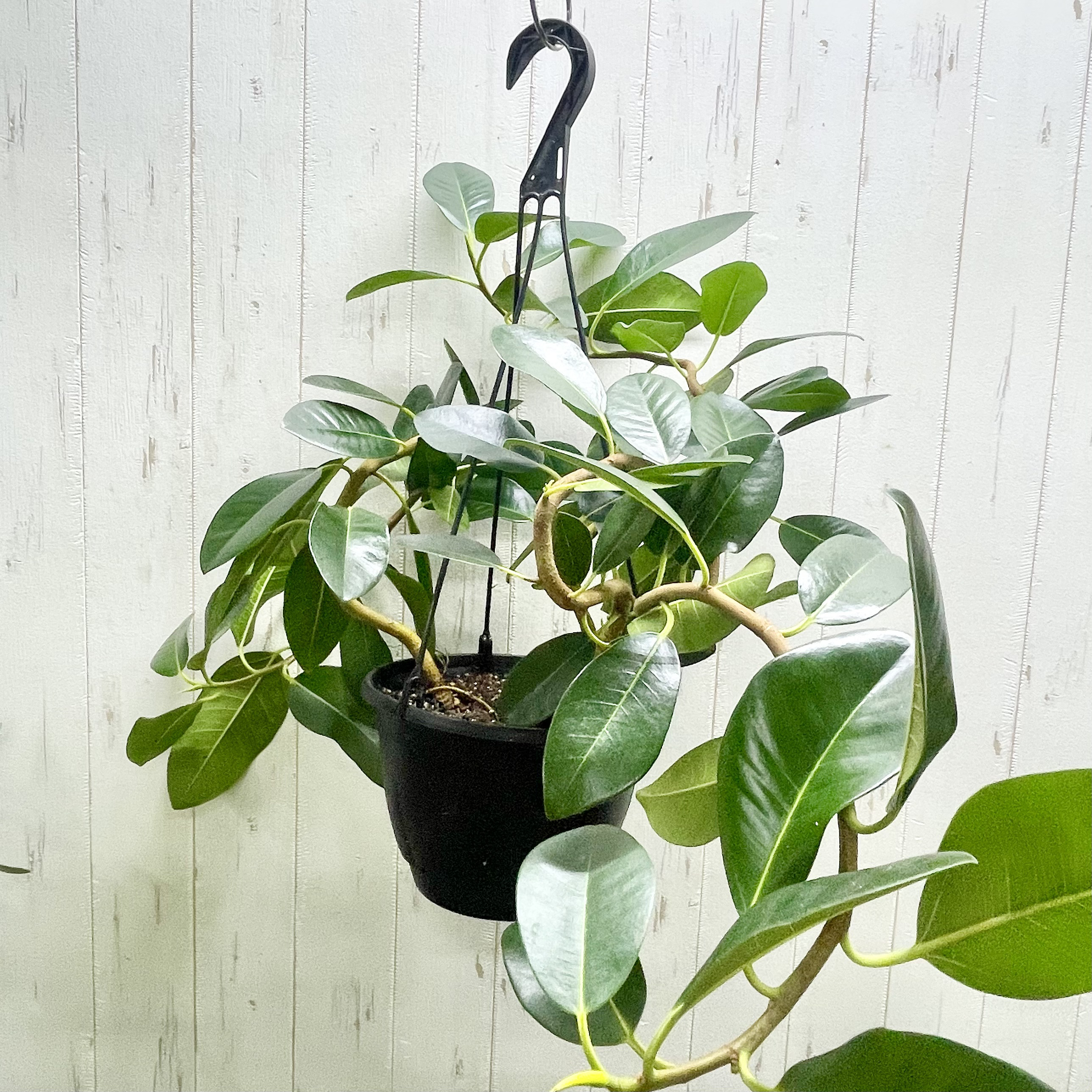 大型   超曲がり株  フランスゴムの木  吊り鉢