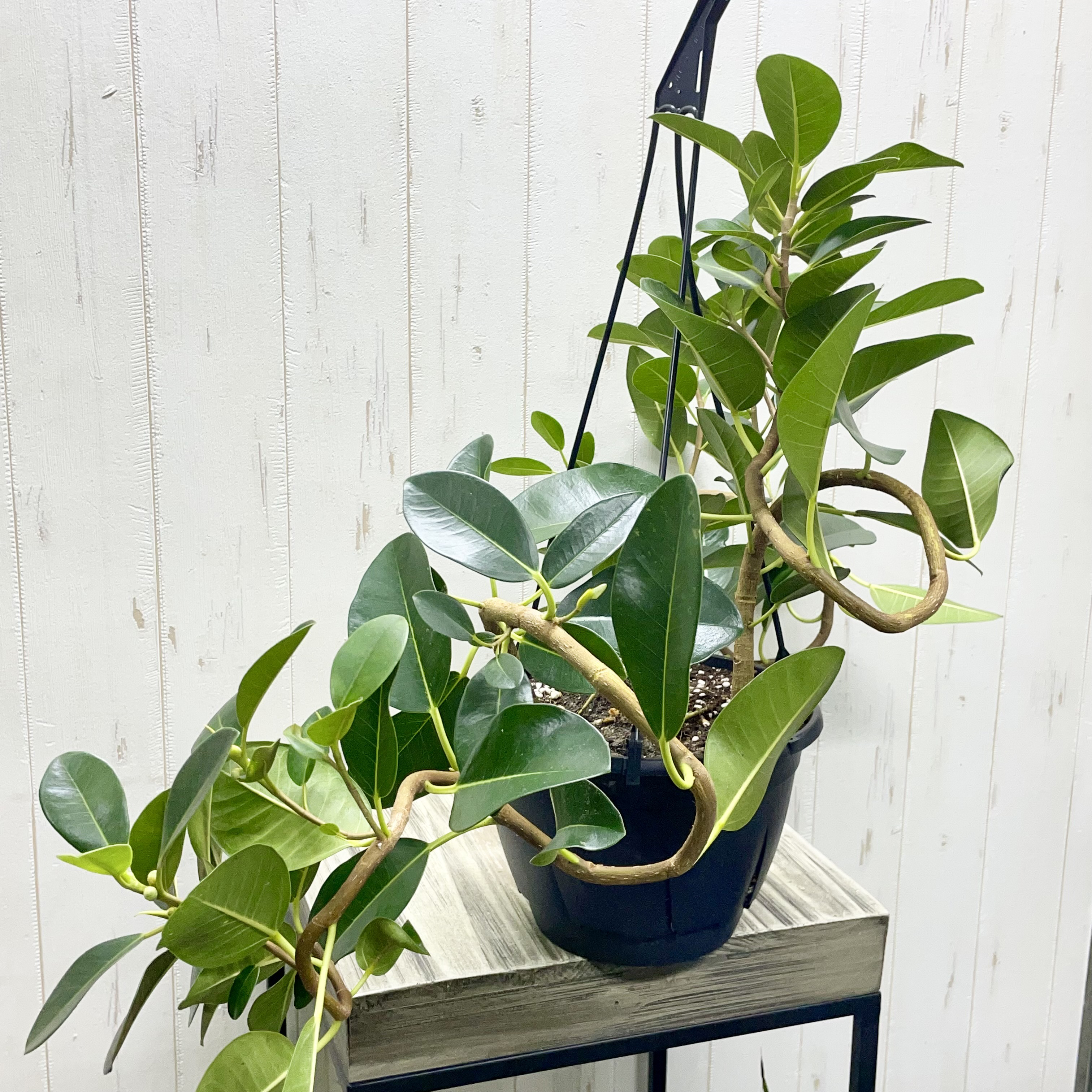 大型   超曲がり株  フランスゴムの木  吊り鉢