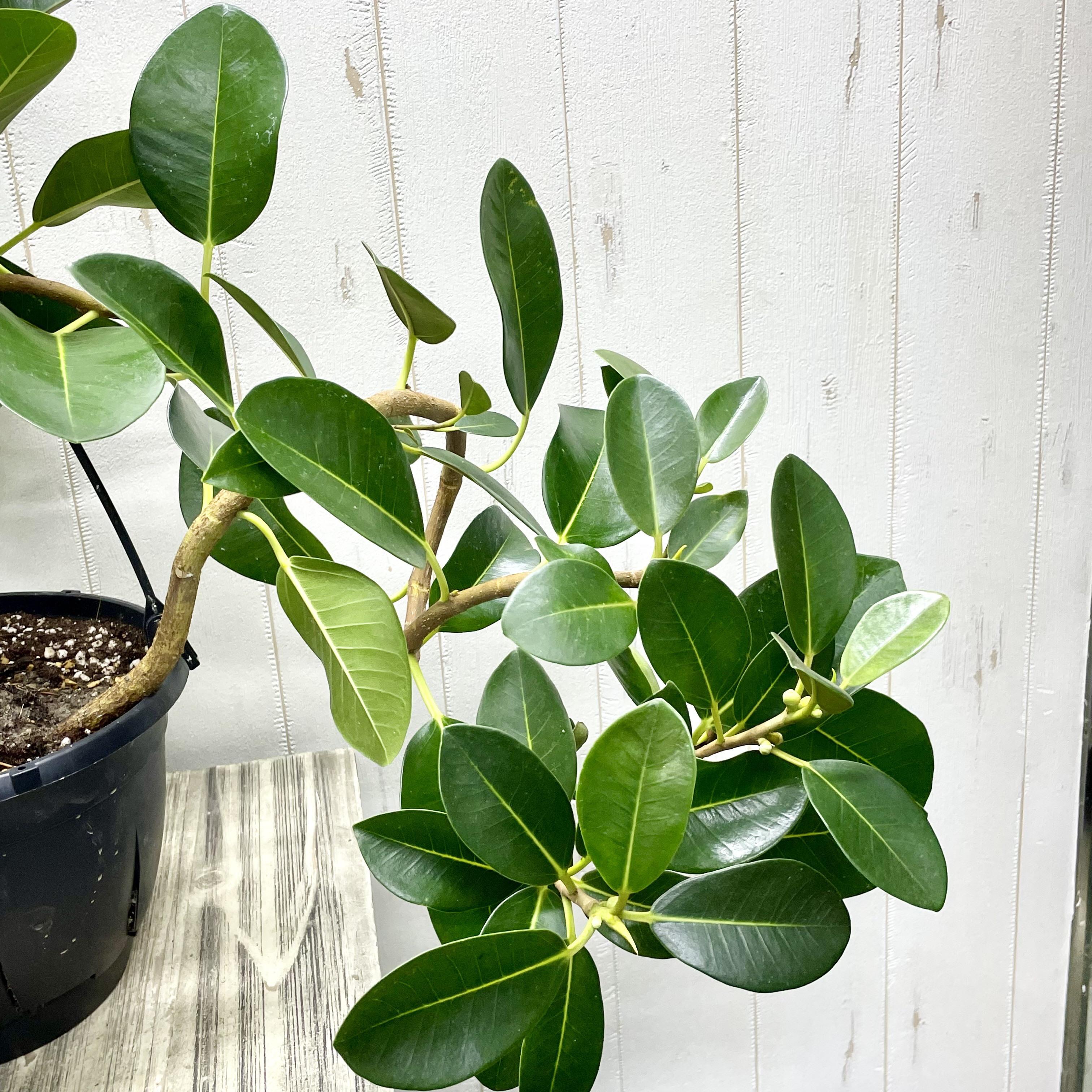 大型   超曲がり株  フランスゴムの木  吊り鉢