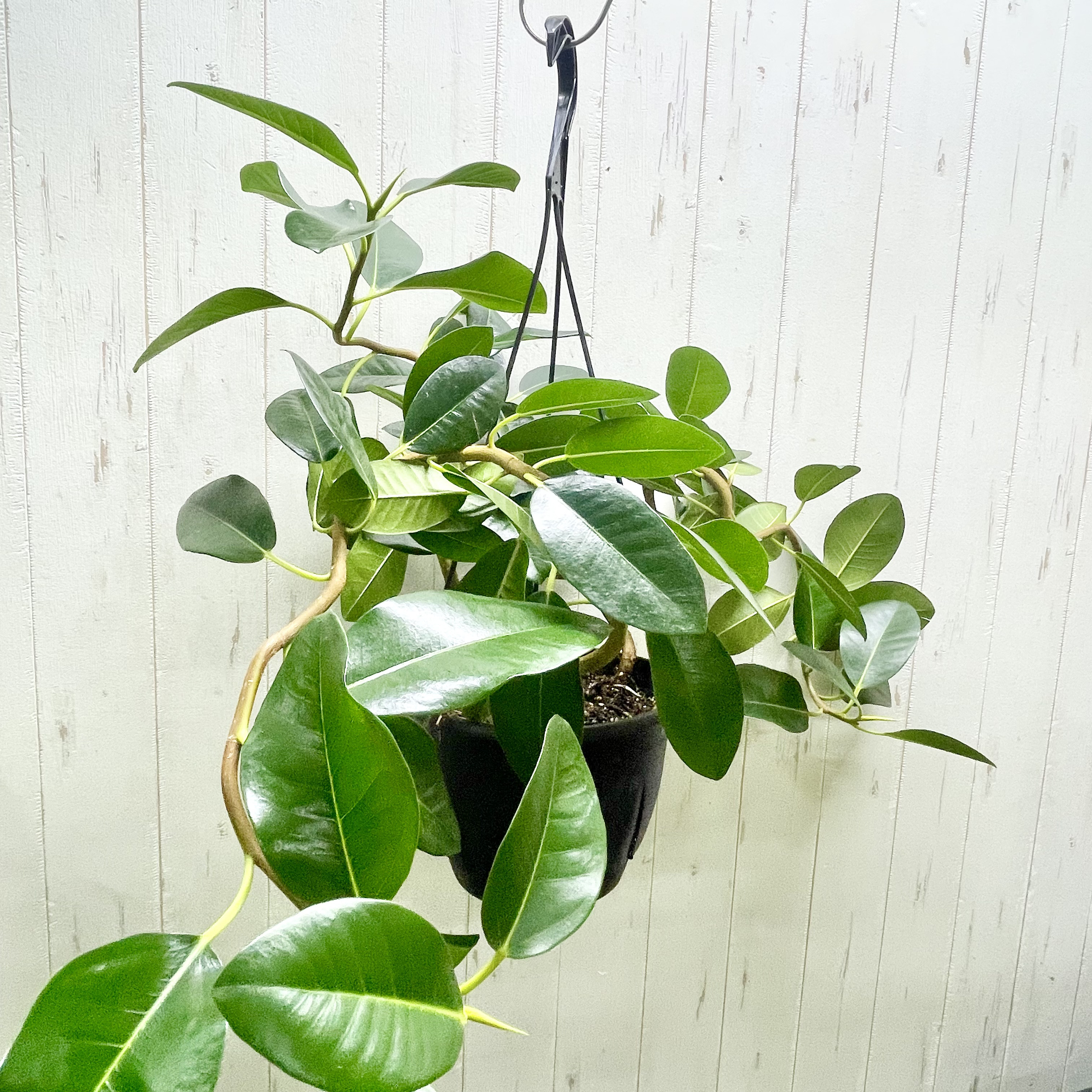 大型   超曲がり株  フランスゴムの木  吊り鉢