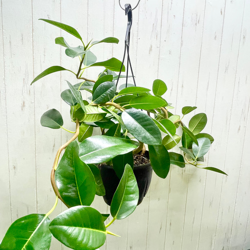 観葉植物 フランスゴムの木 6号 ノーマル プラスチック鉢 | 観葉