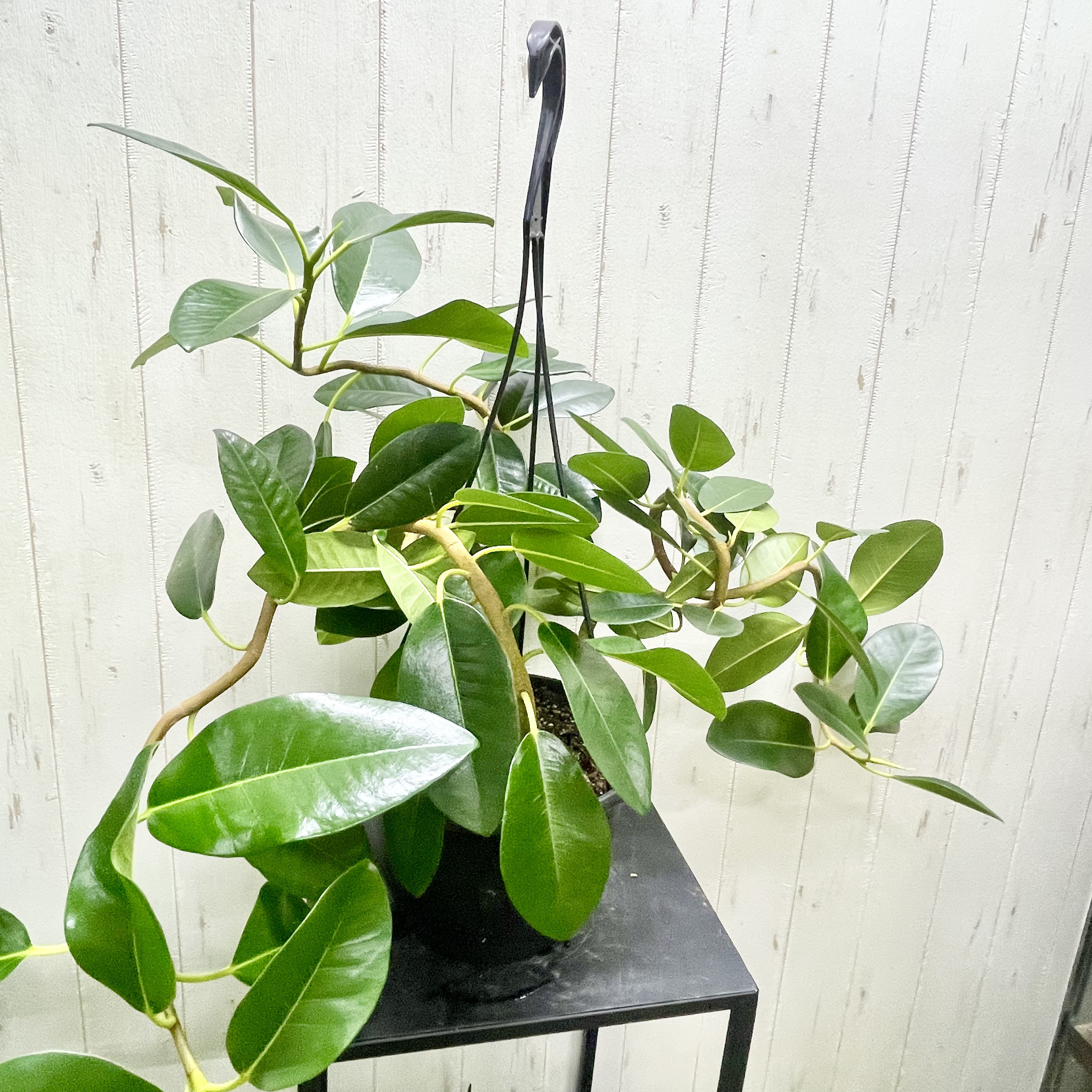 大型   超曲がり株  フランスゴムの木  吊り鉢