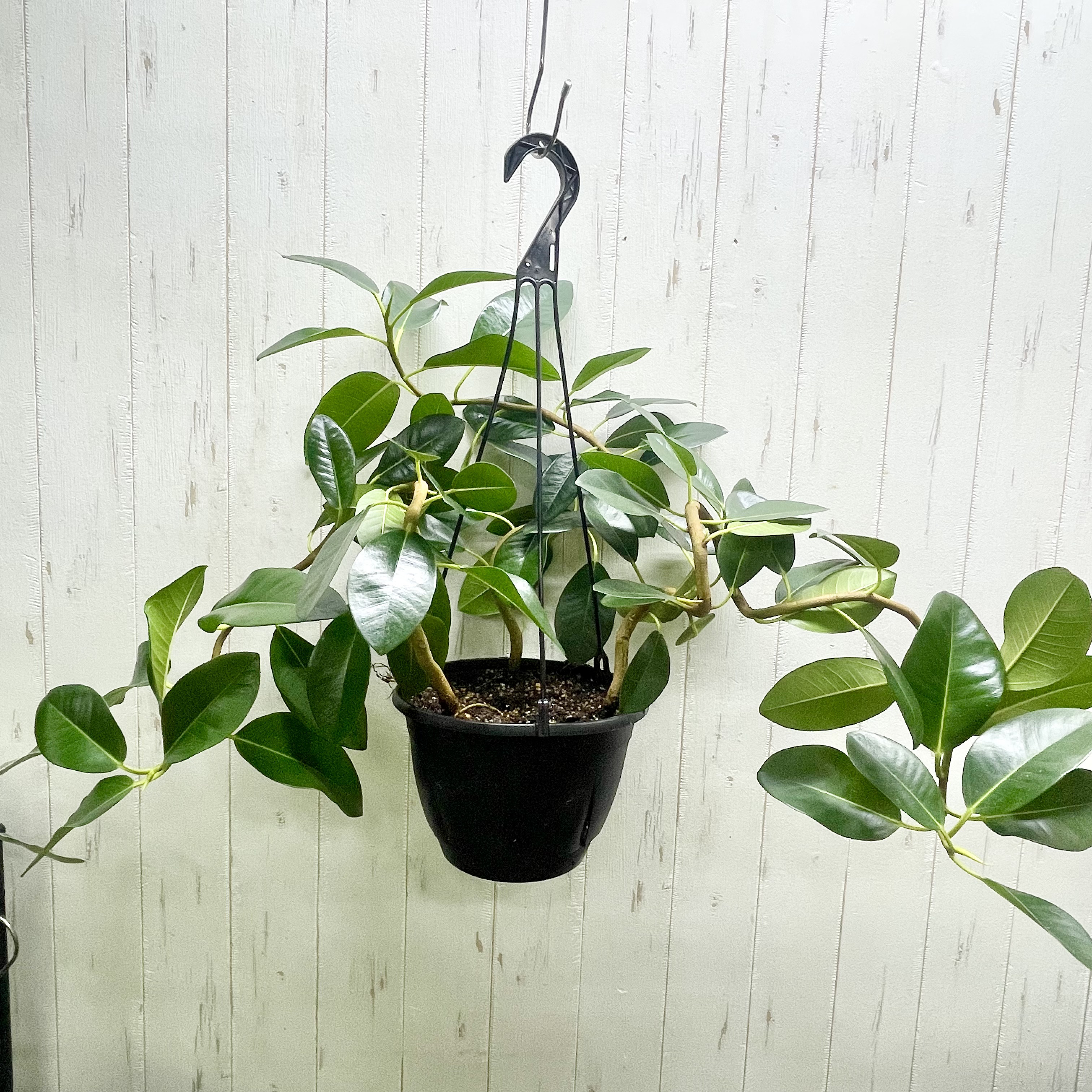 大型   超曲がり株  フランスゴムの木  吊り鉢