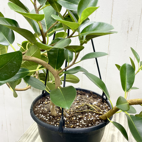 【特価】特大　美形　フランスゴムの木　曲がり仕立て　陶器鉢　植え込み発送 大型 美形 フランスゴムの木 曲がり仕立て 陶器鉢 植え込み発送