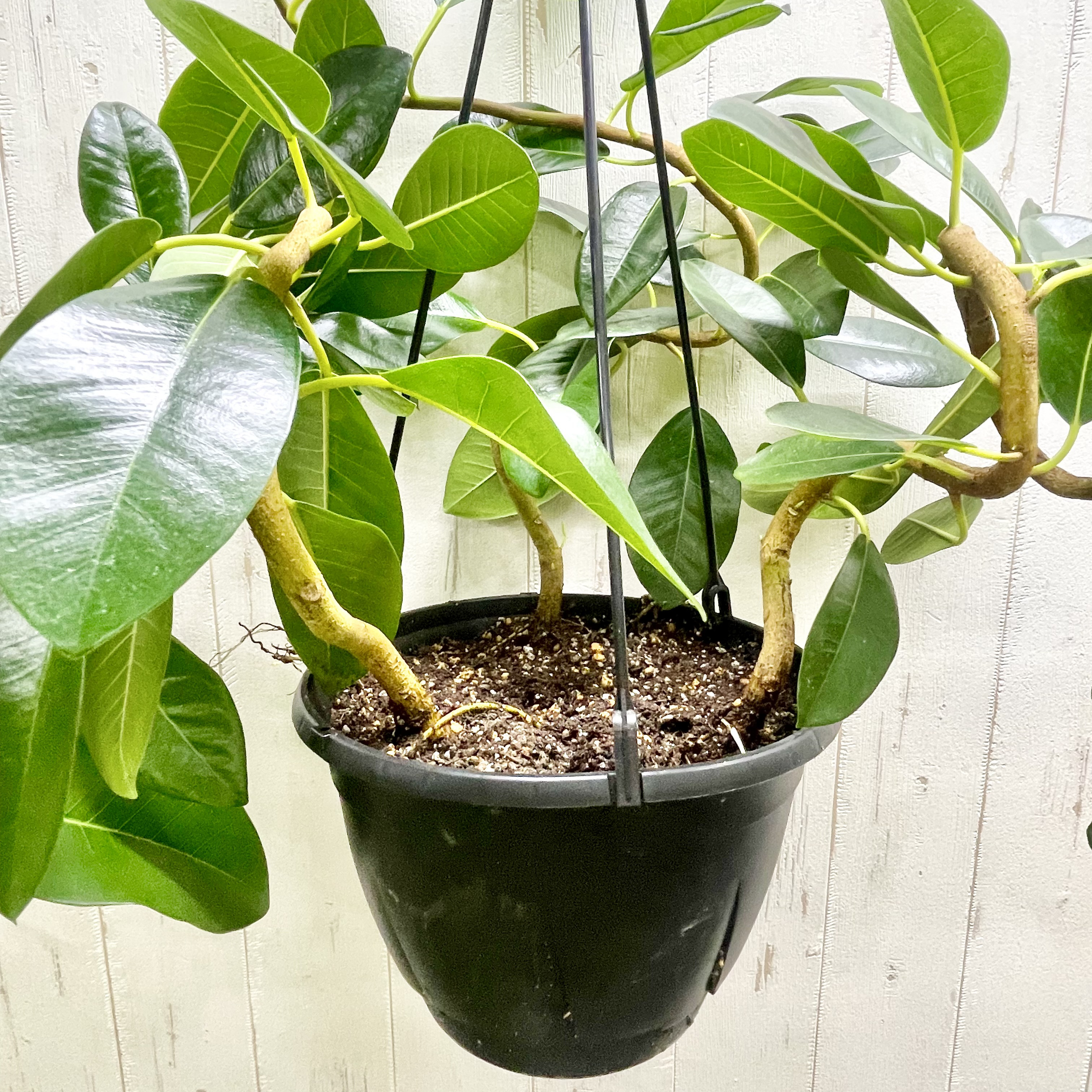 大型   超曲がり株  フランスゴムの木  吊り鉢