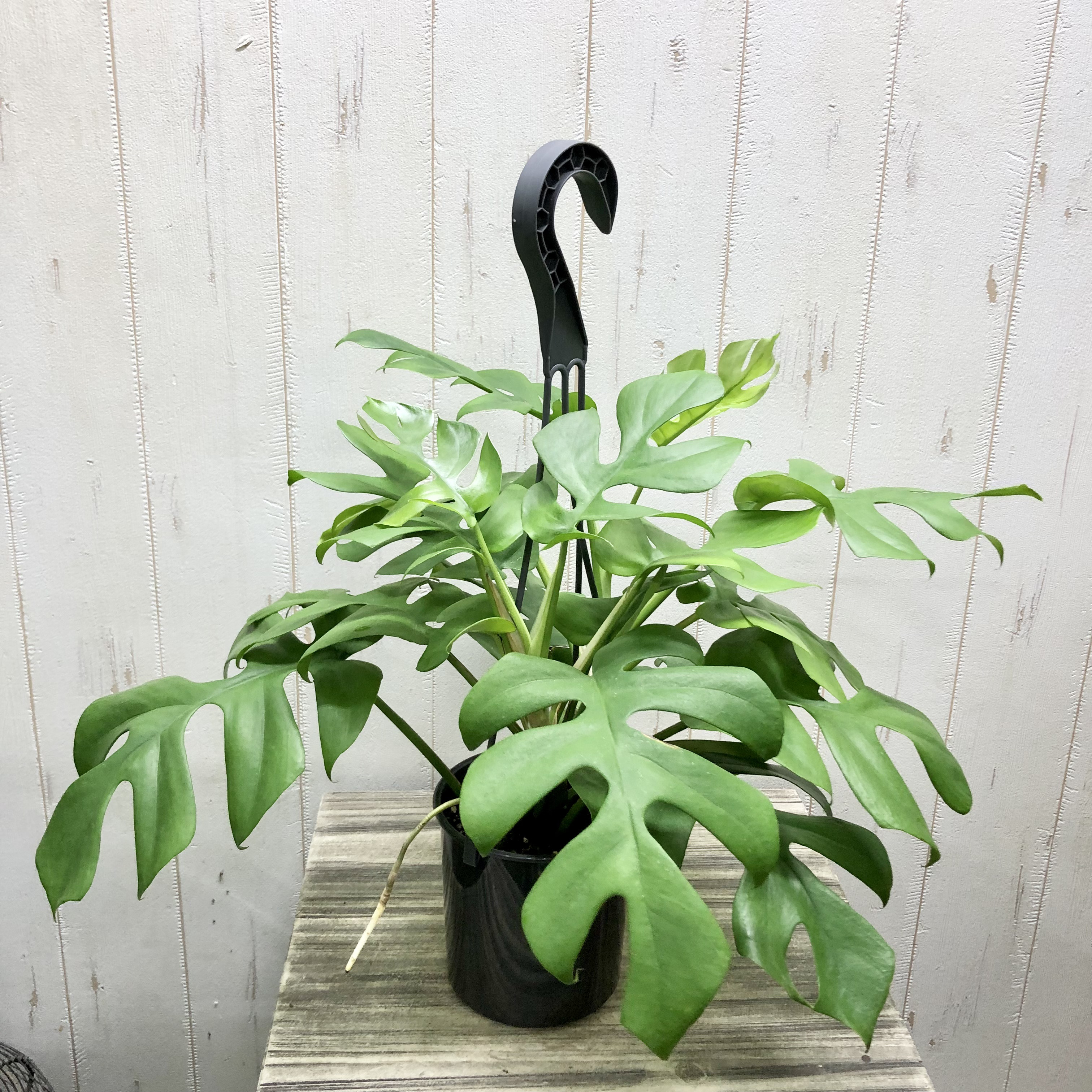 観葉植物♡ヒメモンステラ♡大鉢ヘゴ仕立て♪