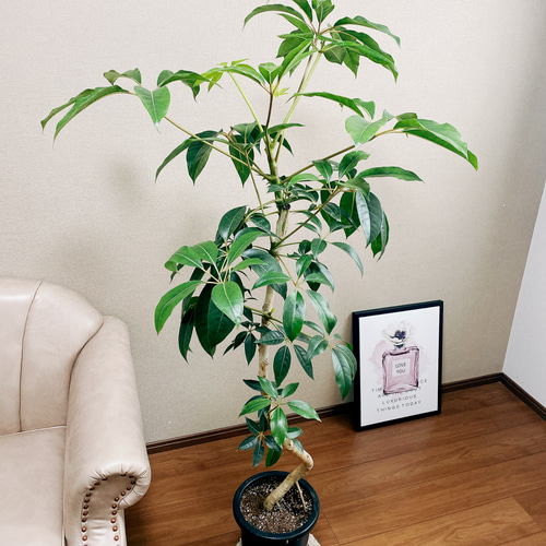現品］ツピタンサス 8号 プラ鉢 観葉植物 室内 大型 幸福