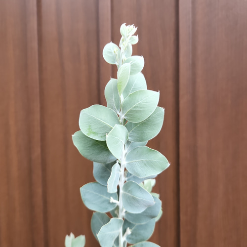 可愛い♪パールアカシア ホワイトテラコッタ鉢植え カラーリーフ