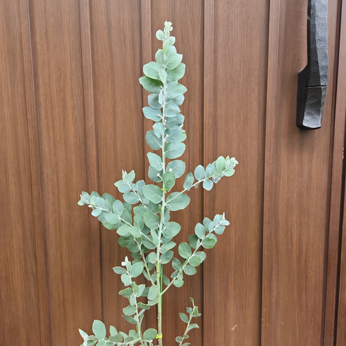 可愛い♪パールアカシア ホワイトテラコッタ鉢植え カラーリーフ