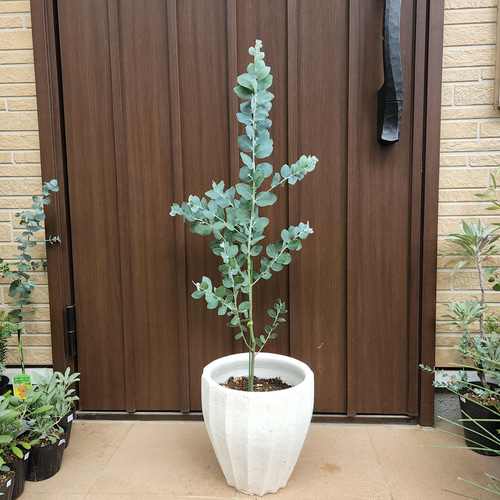 ボリューム大苗 パールアカシア テラコッタ鉢植え ミモザ 苗
