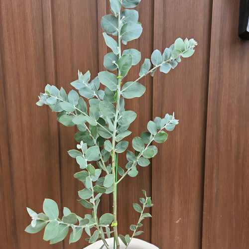 可愛い♪パールアカシア ホワイトテラコッタ鉢植え カラーリーフ