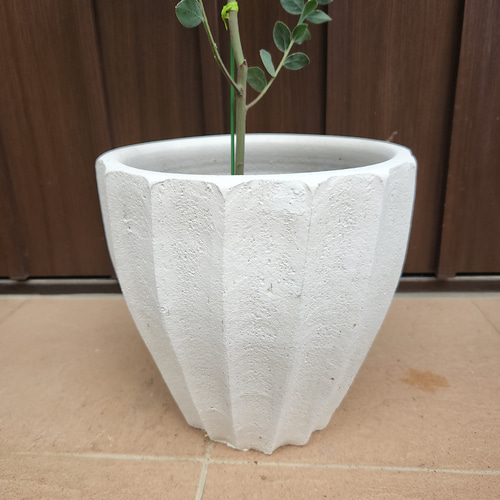 可愛い♪パールアカシア ホワイトテラコッタ鉢植え カラーリーフ