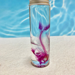 レア】透明標本(ミノカサゴ 全長約70mm) (最良品) その他インテリア