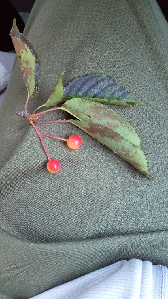 桜の実蜂蜜入り石けん 4枚目の画像