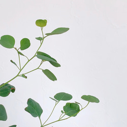 ユーカリ ポポラス 3.5号 苗 オージープランツ 風に揺れる葉が可愛い 5枚目の画像