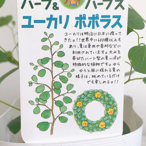 ユーカリ ポポラス 3.5号 苗 オージープランツ 風に揺れる葉が可愛い 7枚目の画像