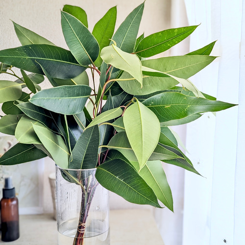 花瓶に挿してもドライフラワーにしてもOK！フレッシュなレモンユーカリ