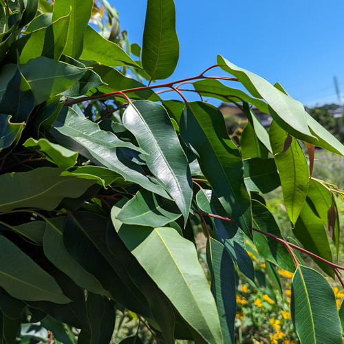 花瓶に挿してもドライフラワーにしてもOK！フレッシュなレモンユーカリ