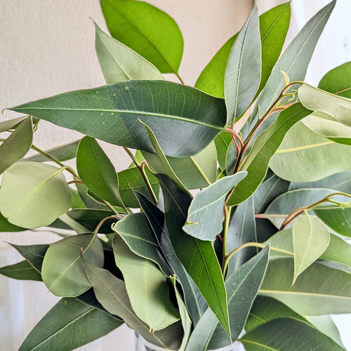 花瓶に挿してもドライフラワーにしてもOK！フレッシュなレモンユーカリ