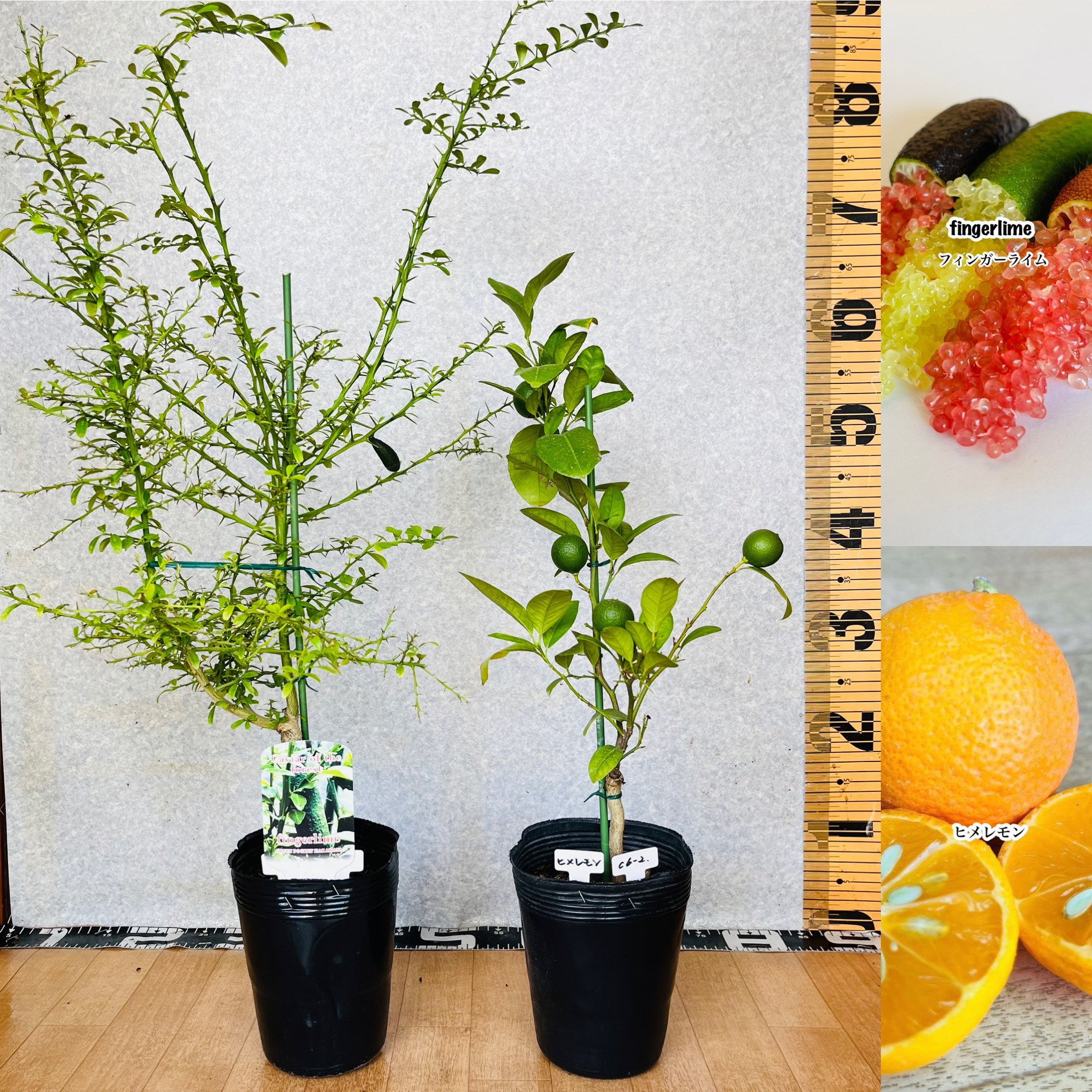 果実つき 2鉢セット フィンガーライム／ヒメレモン 暑さや寒さ病気に