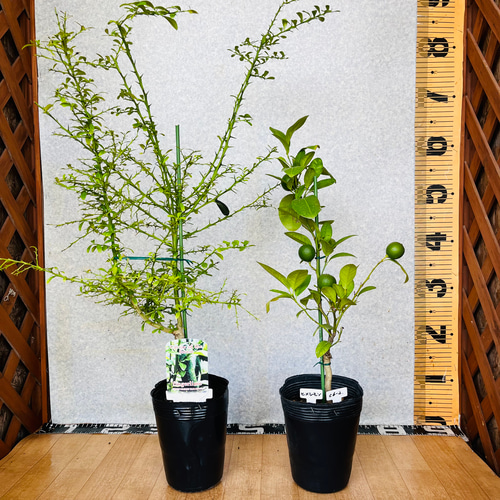 果実つき 2鉢セット フィンガーライム／ヒメレモン 暑さや寒さ病気に