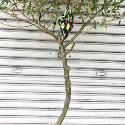 樹形良好   オリーブの木  ネバディロブランコ テラコッタ 10枚目の画像