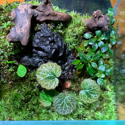 No.298 苔アート　苔テラリウム　完成品 No.298 苔アート 苔テラリウム 完成品 No.299 苔アート 苔テラリウム