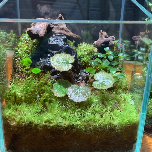 168 苔アート 苔テラリウム テラリウム ユキノシタ 送料込み