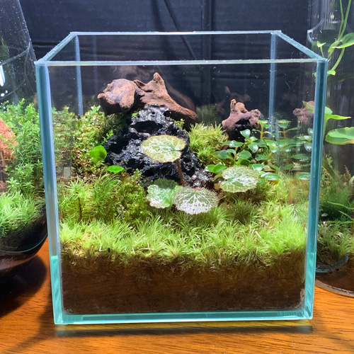 168 苔アート 苔テラリウム テラリウム ユキノシタ 送料込み