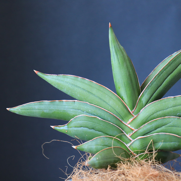 送料無料｜多肉植物｜サンスベリア・サムライドワーフ｜多肉植物の苗｜空気清浄 5枚目の画像