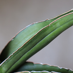 送料無料｜多肉植物｜サンスベリア・サムライドワーフ｜多肉植物の苗｜空気清浄 7枚目の画像